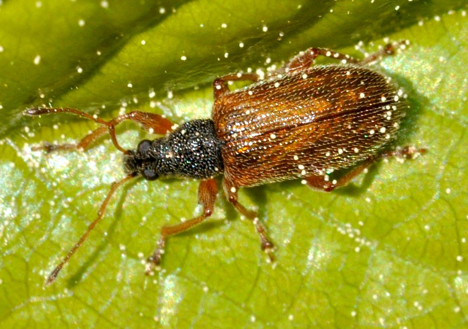 Phyllobius-oblongus-05-fws