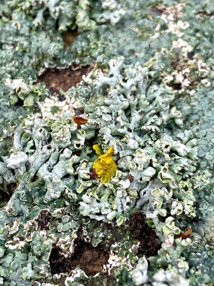 Physcia adscendens 97514058
