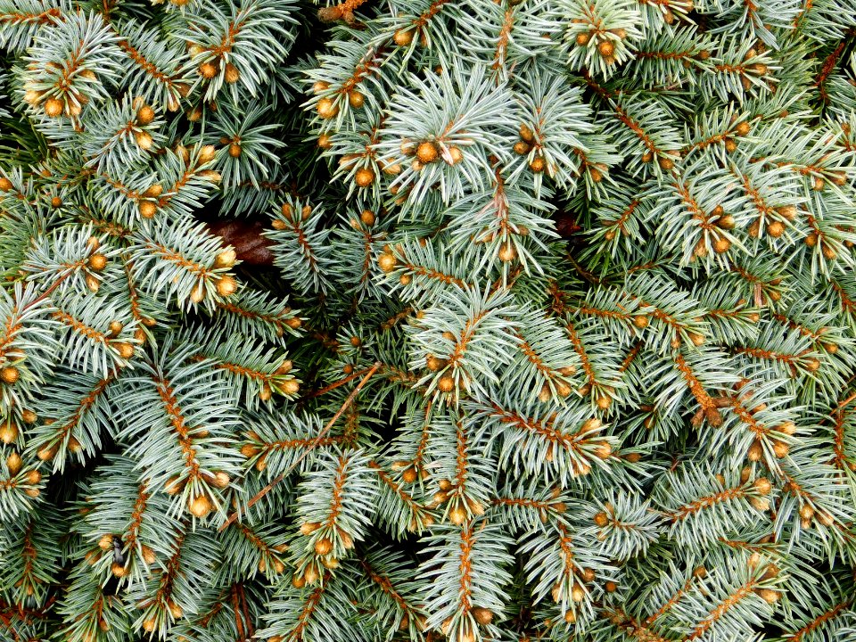 Picea pungens st. mary's broom