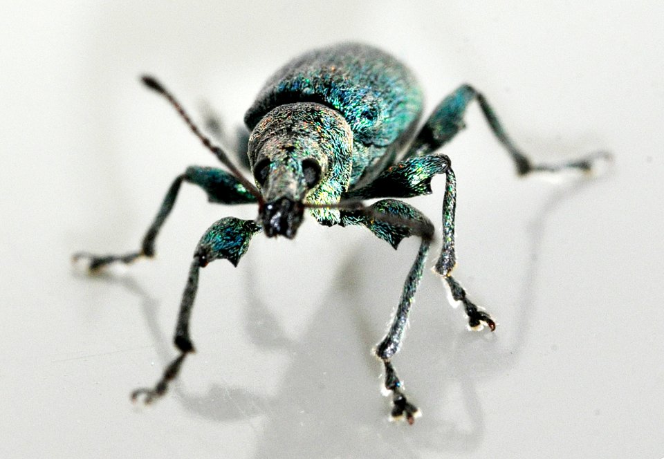 Phyllobius-pomaceus-04-fws