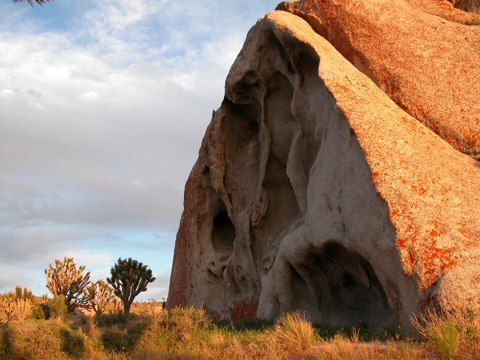 Outdoors boulder joshua trees
