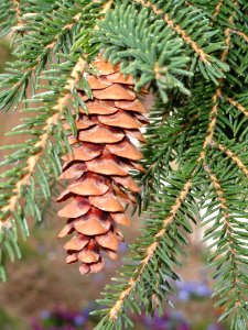 Picea orientalis - Red Butte Garden and Arboretum - DSC07506
