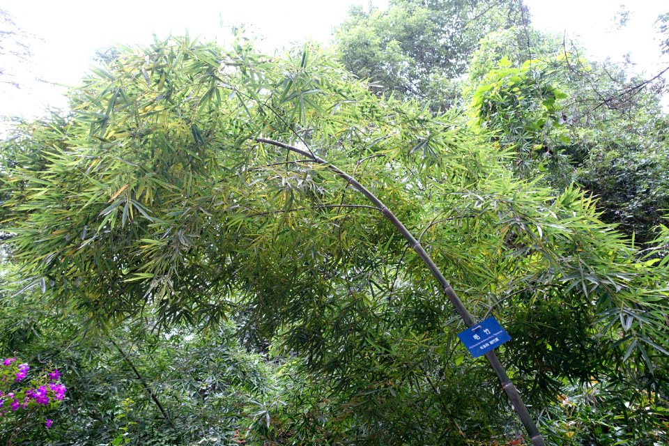 Phyllostachys edulis (Phyllostachys heterocycla) - Chengdu Botanical Garden - Chengdu, China - DSC03450
