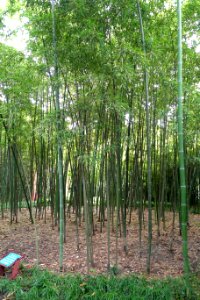 Phyllostachys kwangsiensis - Wangjianglou Park - Chengdu, China - DSC05958