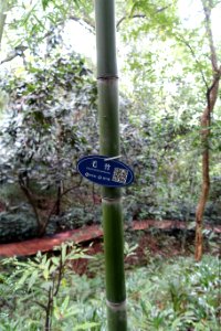 Phyllostachys edulis (Phyllostachys pubescens) - Chengdu Botanical Garden - Chengdu, China - DSC03382