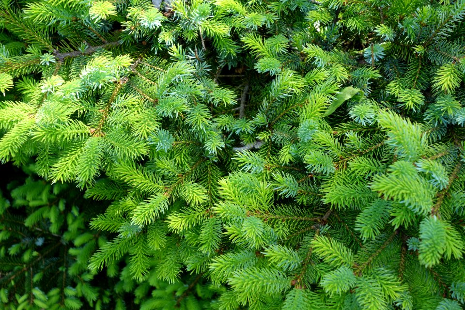 Picea jezoensis 'Yatsubusa' - Stanley M. Rowe Arboretum - DSC03464