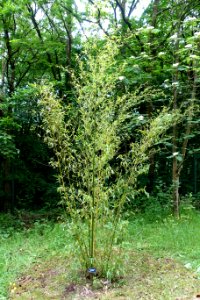 Phyllostachys parvifolia - RHS Garden Harlow Carr - North Yorkshire, England - DSC01413