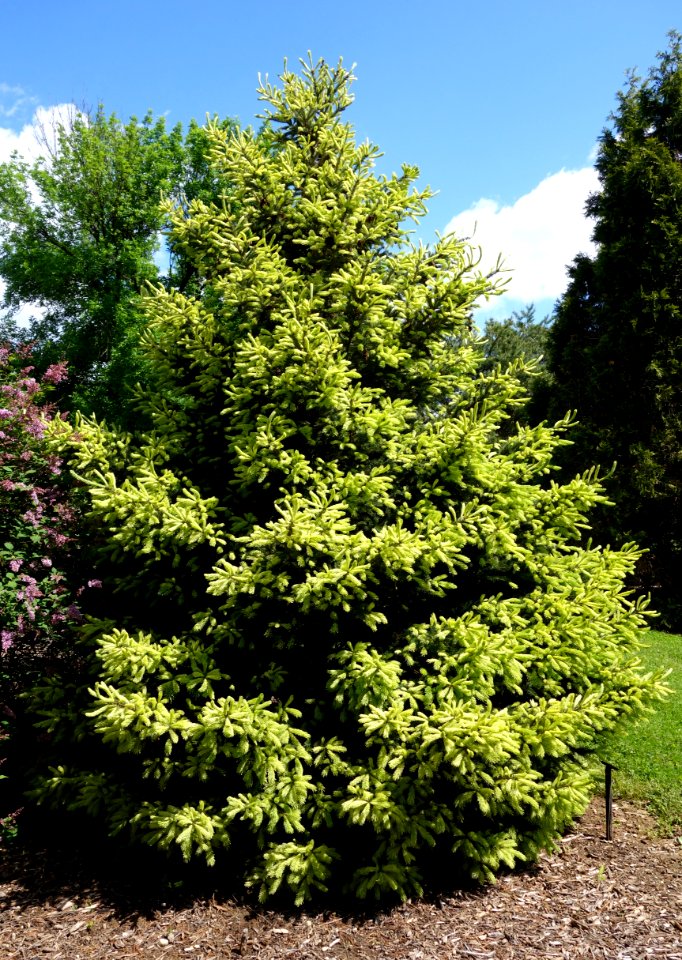 Picea glauca - Stanley M. Rowe Arboretum - DSC03483