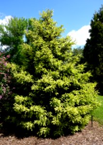 Picea glauca - Stanley M. Rowe Arboretum - DSC03483