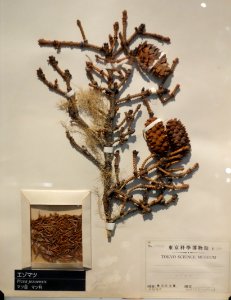 Picea jezoensis - National Museum of Nature and Science, Tokyo - DSC06858