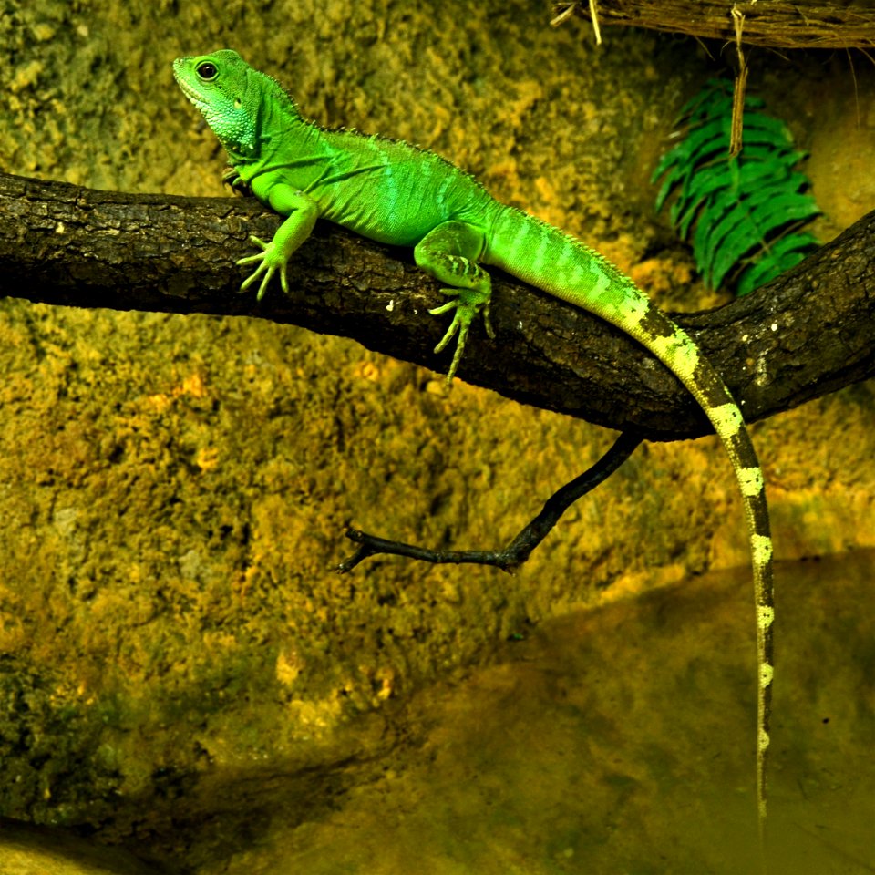 Physignathus cocincinus Zoo Amneville 28092014 1