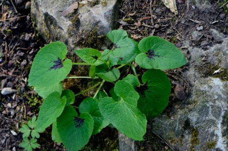Phyteuma spicatum Blätter