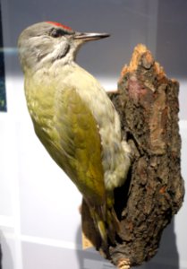 Picus canus - Senckenberg Naturhistorische Sammlungen Dresden - DSC08219