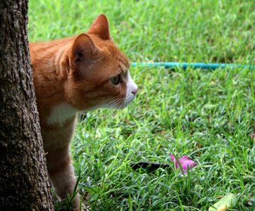 Ginger animal cute photo