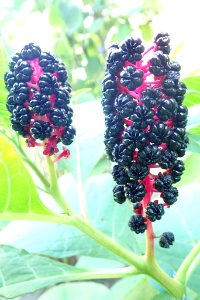 Phytolacca acinosa 24180995