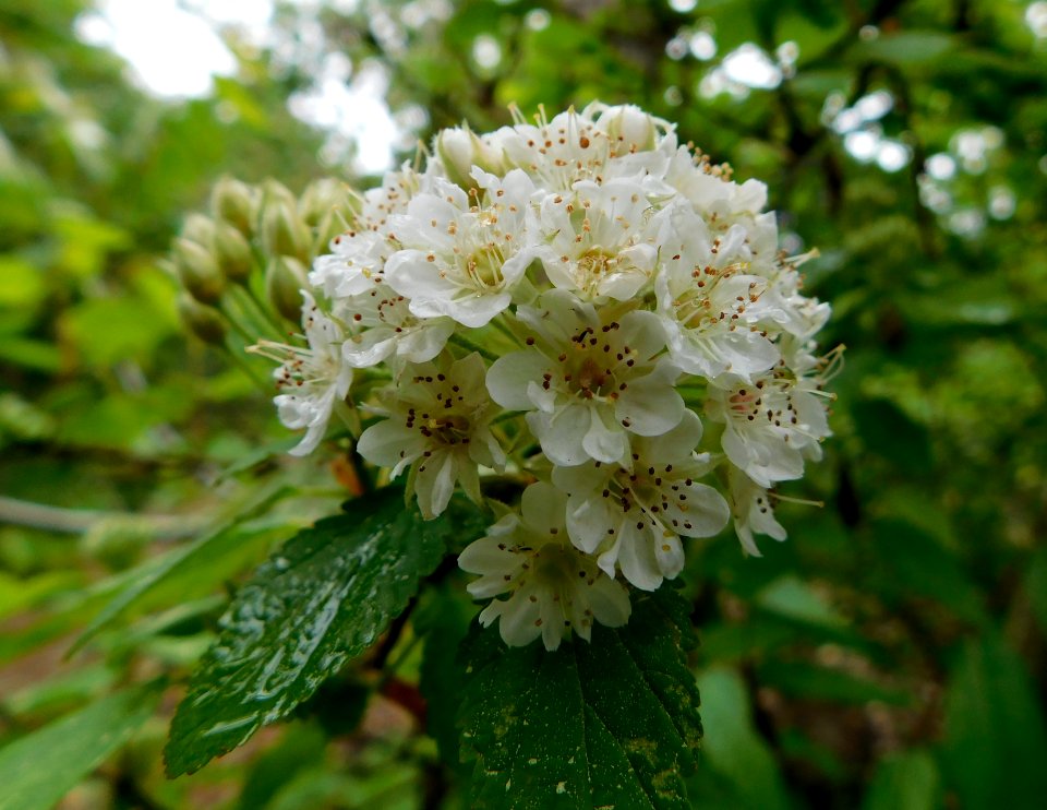 Physocarpus monogynus