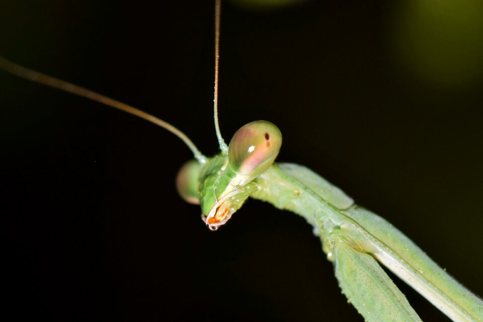 Bug green green insect