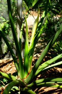 Philodendron bipinnatifidum (Philodendron selloum) - Naples Botanical Garden - Naples, Florida - DSC09591