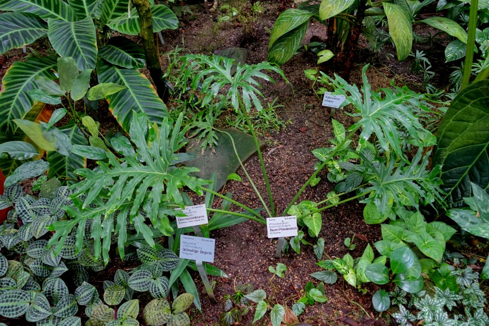 Philodendron bipinnatifidum - Flora park - Cologne, Germany - DSC00721