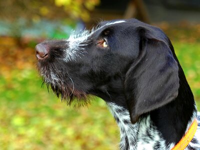 Pet puppy german wirehaired photo