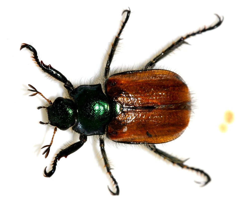 Phyllopertha-horticola-08-fws