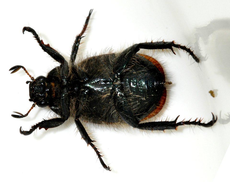 Phyllopertha-horticola-04-fws
