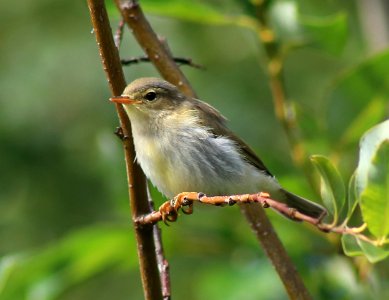 Phylloscopus trochilus Kemi 20170803 01