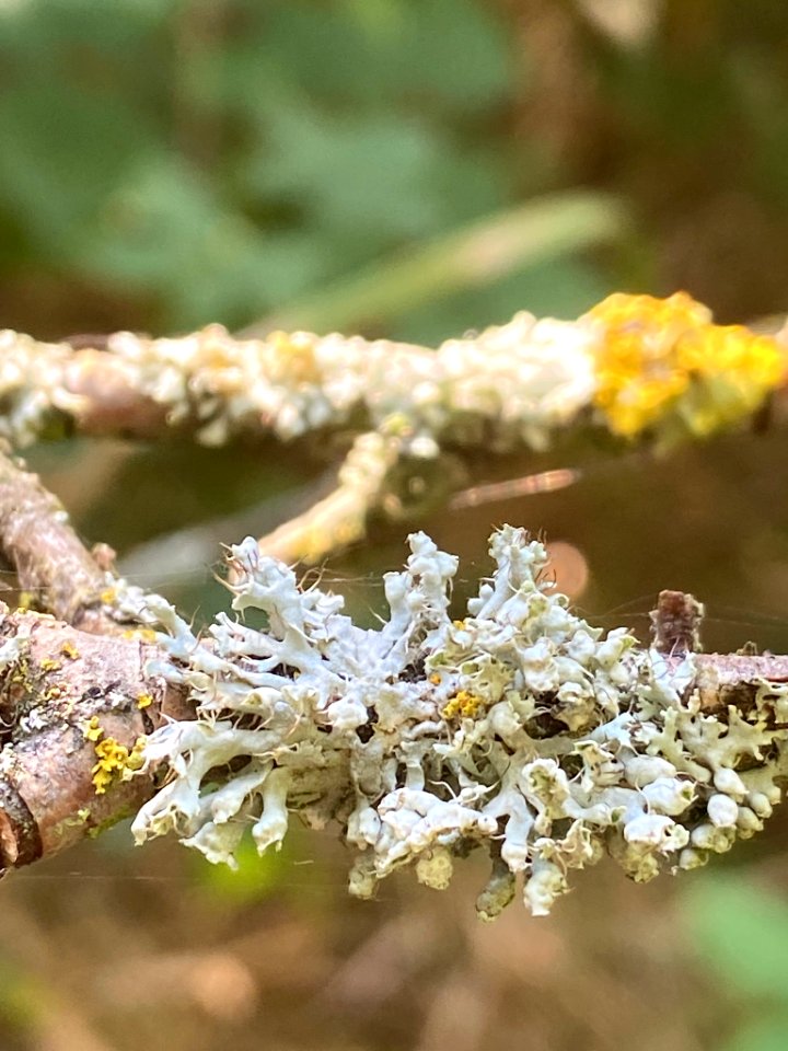 Physcia adscendens 96608337