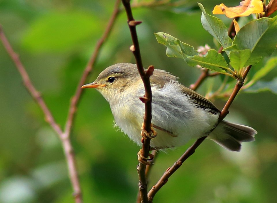 Phylloscopus trochilus Kemi 20170803 04
