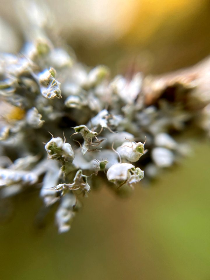 Physcia adscendens 96608347