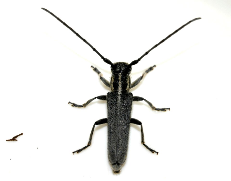 Phytoecia-nigricornis-06-fws