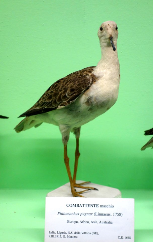 Philomachus pugnax (male) - Museo Civico di Storia Naturale Giacomo Doria - Genoa, Italy - DSC03109