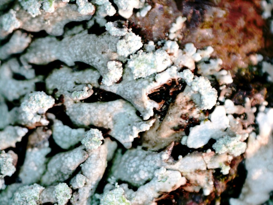 Physcia caesia 106750399