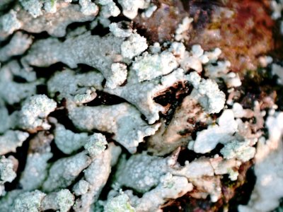 Physcia caesia 106750399