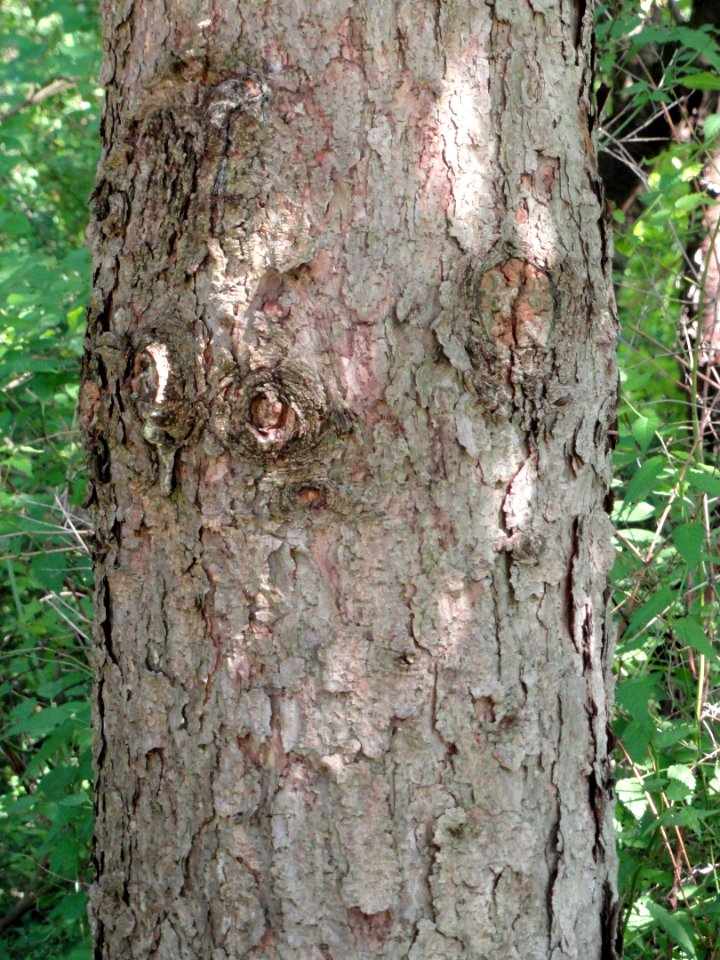 Picea asperata - Botanischer Garten, Frankfurt am Main - DSC03297