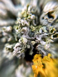Physcia adscendens 97514074