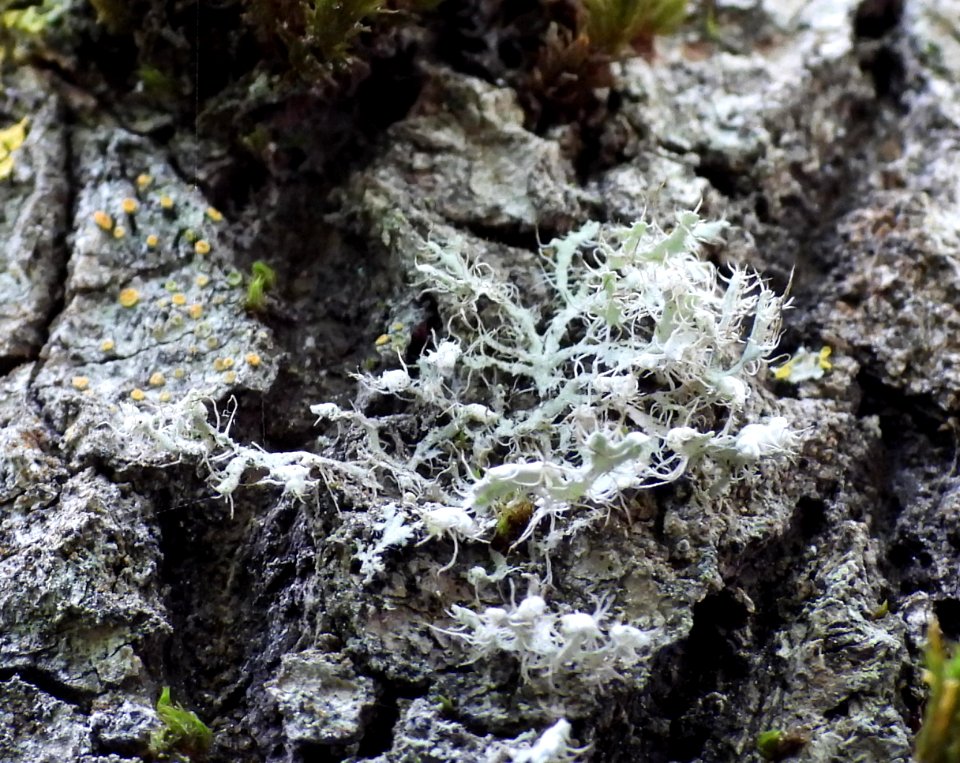 Physcia adscendens 83571730