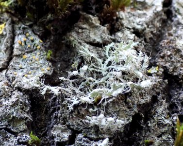 Physcia adscendens 83571730
