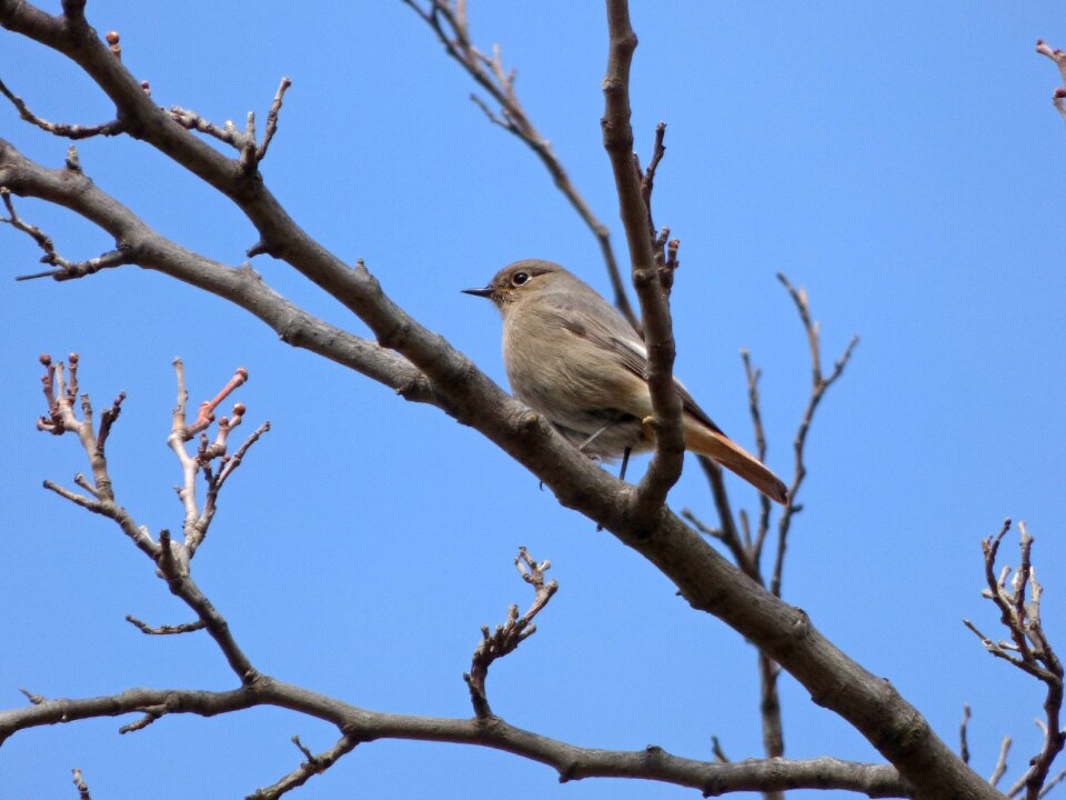Bird phoenicurus ochruros branches
