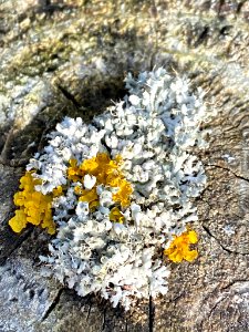 Physcia adscendens 67049320