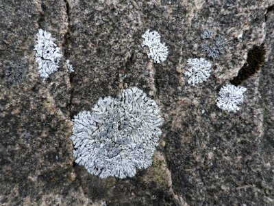 Physcia caesia 117797244
