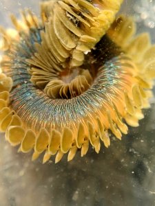 Phyllodoce medipapillata 112584190