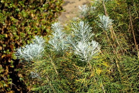Phymaspermum acerosum (Athanasia acerosa) - Leaning Pine Arboretum - DSC05681