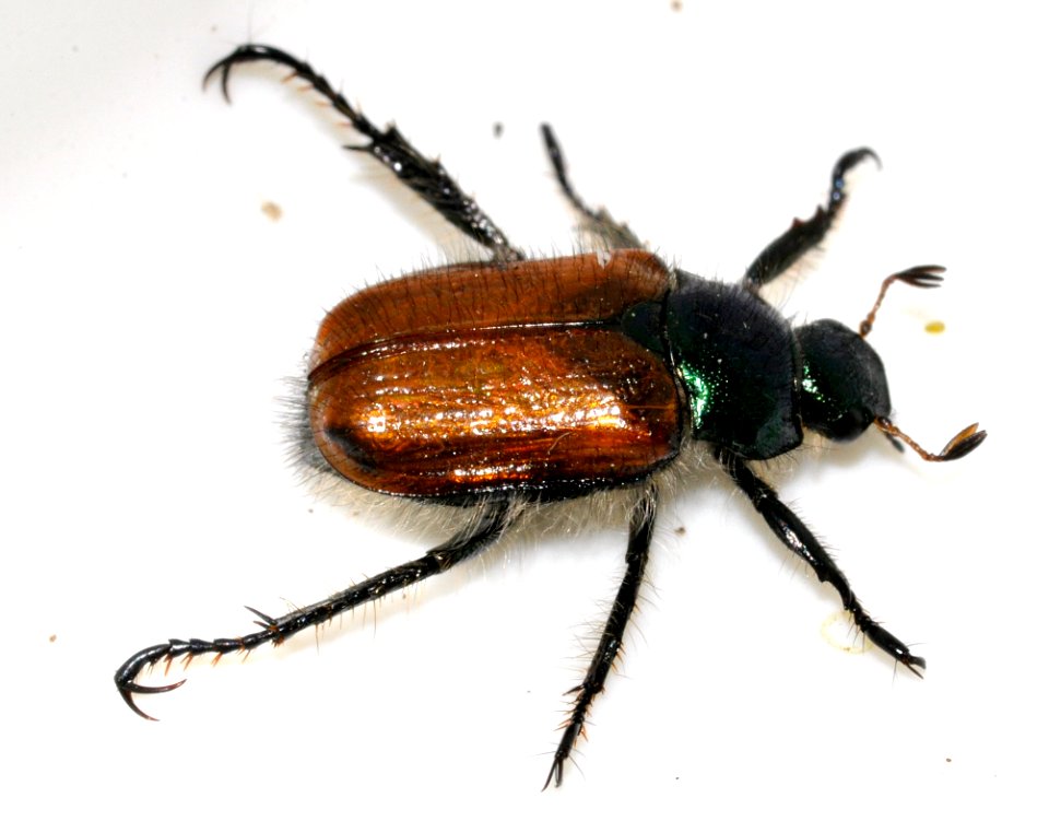Phyllopertha-horticola-11-fws