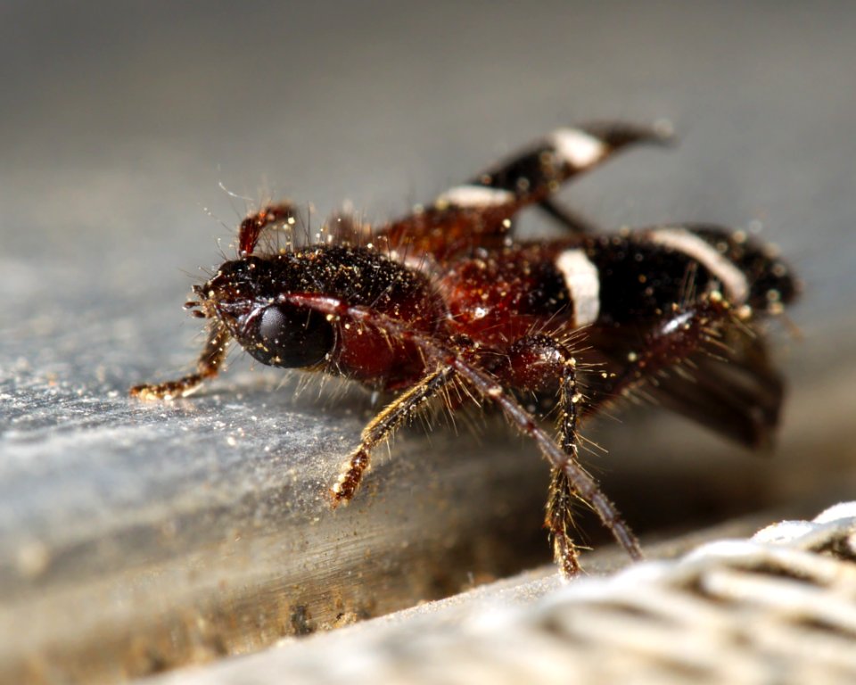 Phymatodes nitidus Kern county 2016-05-31 (2)