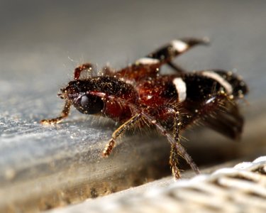 Phymatodes nitidus Kern county 2016-05-31 (2)