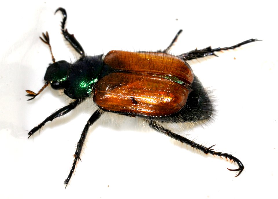 Phyllopertha-horticola-07-fws