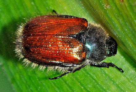 Phyllopertha-horticola-01-fws