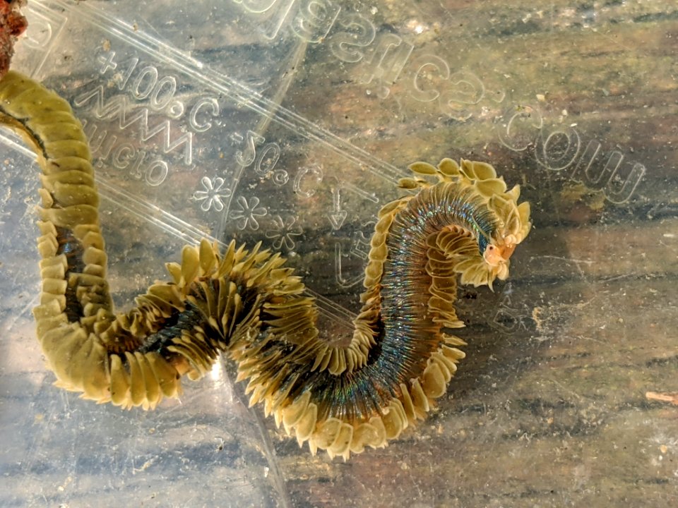 Phyllodoce medipapillata 112584216