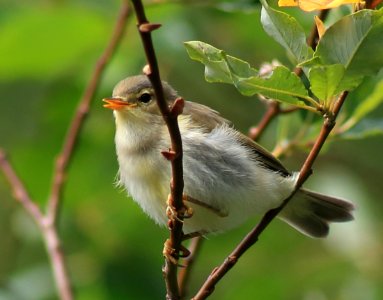 Phylloscopus trochilus Kemi 20170803 03